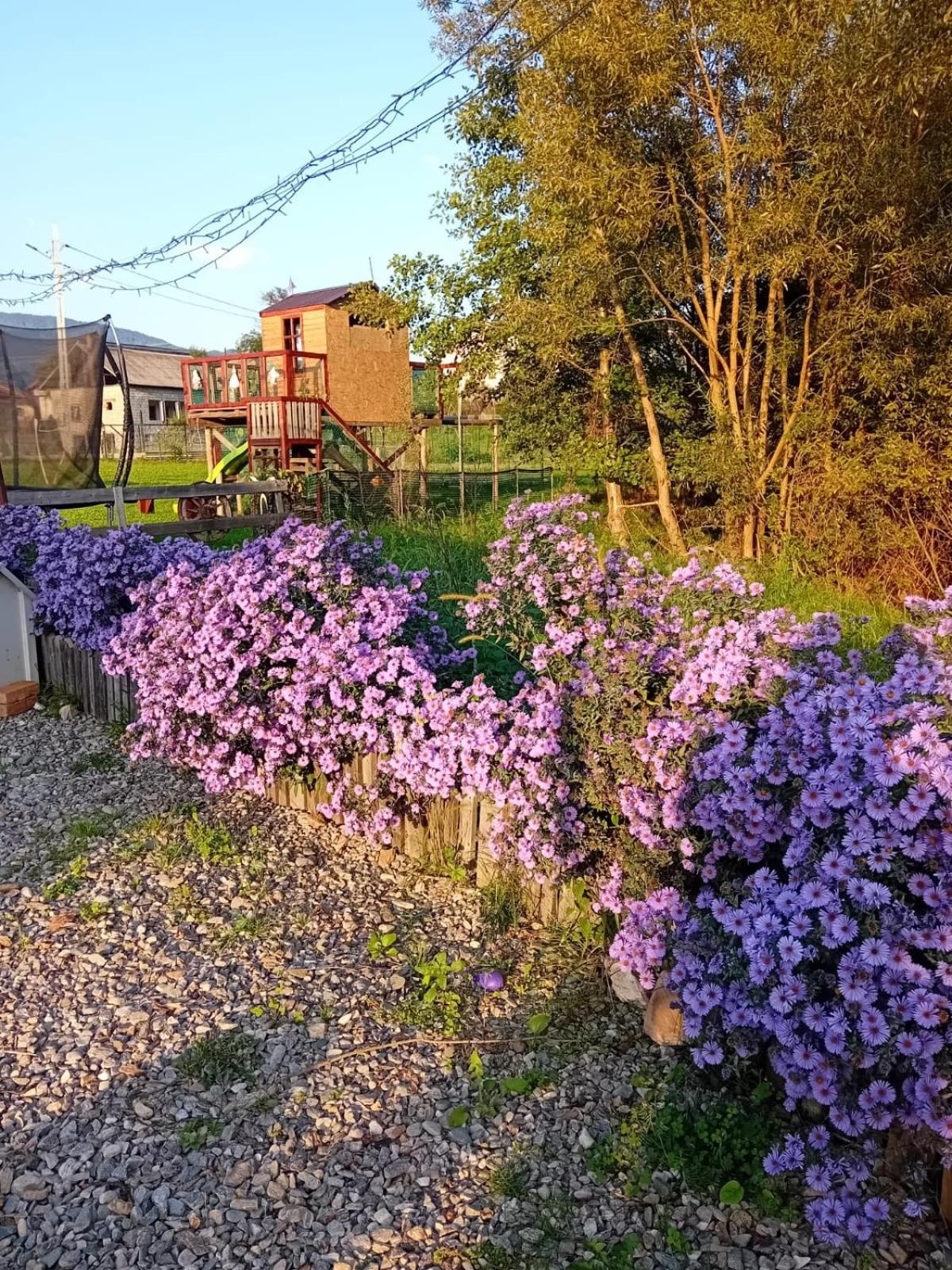 Curtea de ArgeşBaltina Parc Transfagarasan别墅 外观 照片